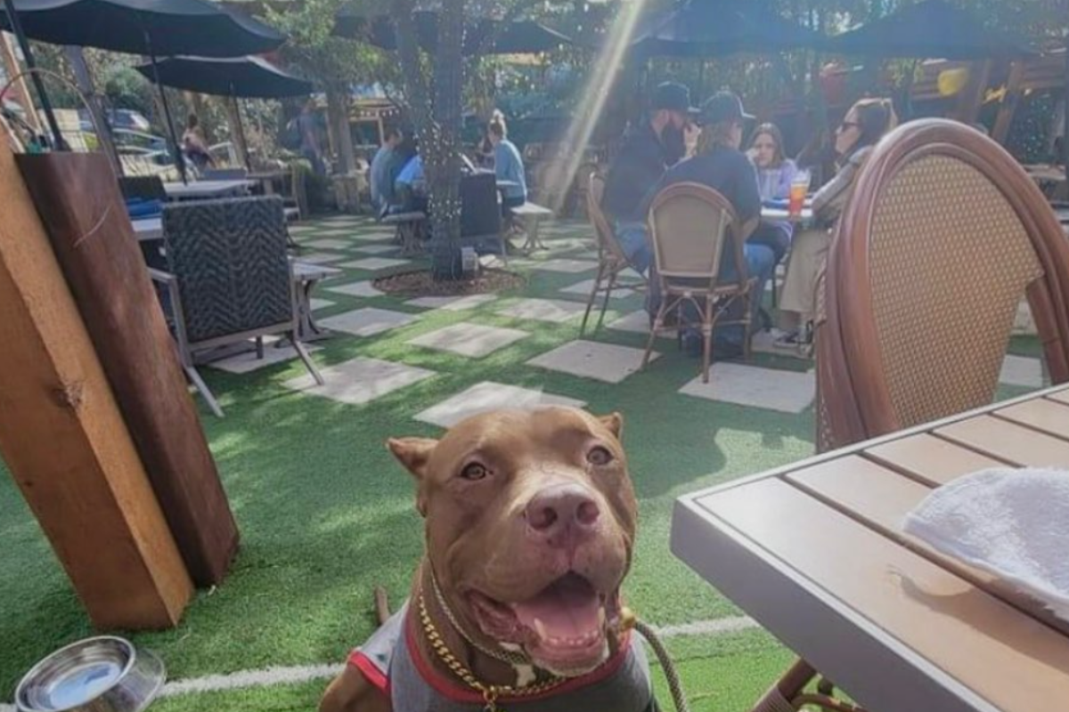 Dog-friendly patio at Smoky Rose with artificial turf, cozy tables, and groups of people enjoying food and drinks under string lights and umbrellas.