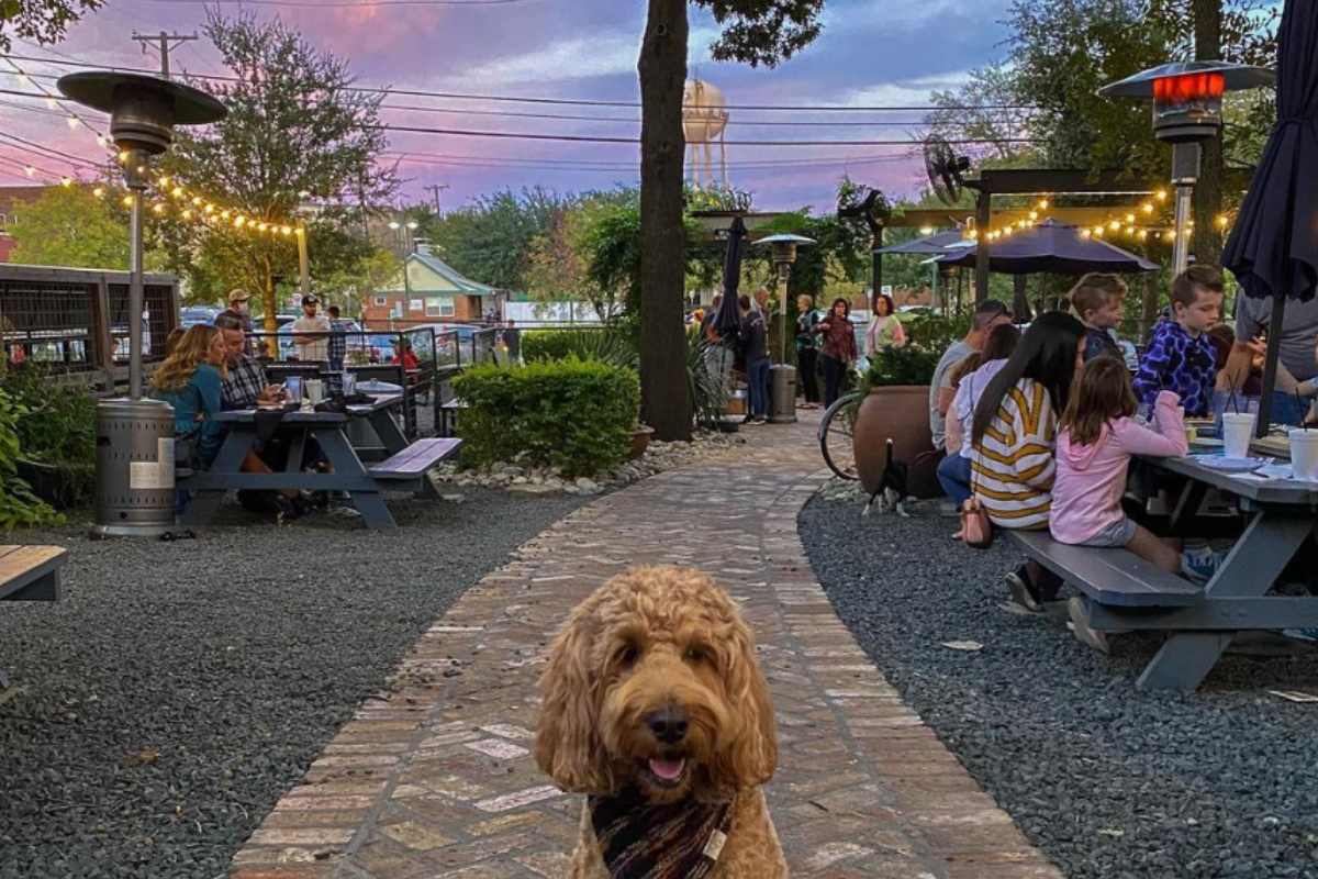 Outdoor dining area with picnic tables, string lights, and heaters at sunset, with a fluffy brown dog in the foreground and people enjoying food in the background.
