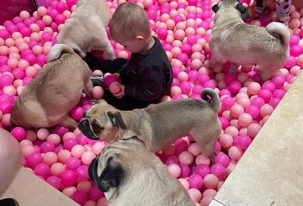 Cuppa 2 - DiningOut Dallas Pugs play with a human friend in the ball pit at CuppaPug. | Photo by CuppaPug