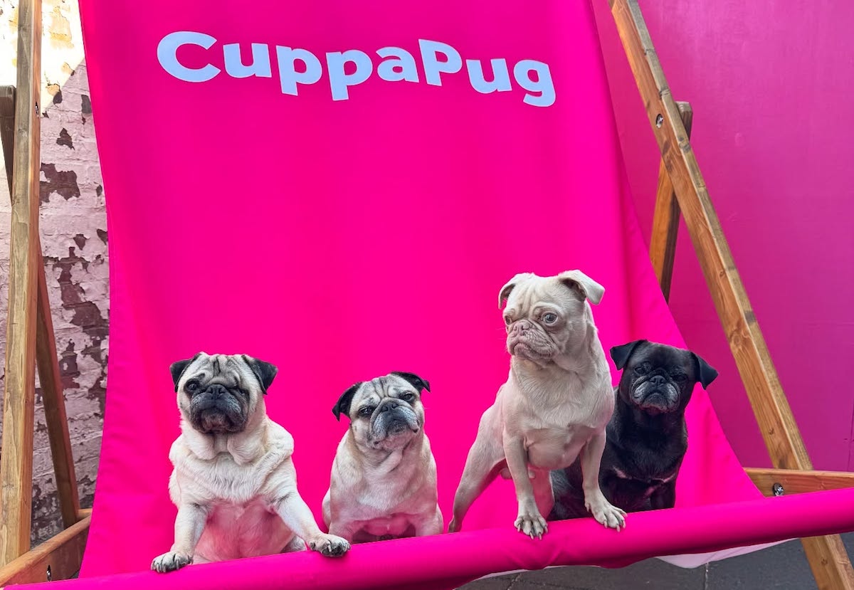 Pugs pose on the pink furniture at CuppaPug. | Photo by CuppaPug